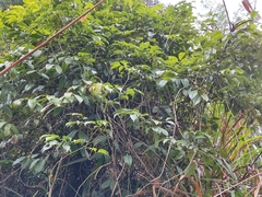 Stauntonia chinensis