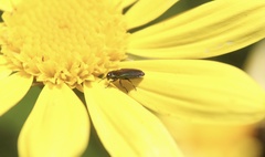 Bilyaxia concinna