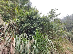 Stauntonia chinensis