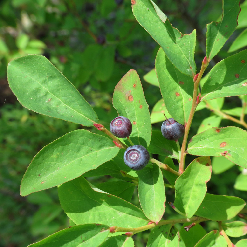 Háza (Huckleberry), or Huckleberry (Flora and Fauna of the Ochethi