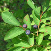 Thinleaf Huckleberry - Photo (c) Katja Schulz, some rights reserved (CC BY)