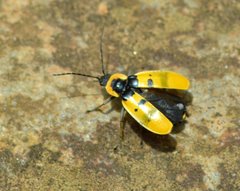 Chauliognathus missionum