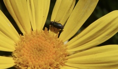 Bilyaxia concinna