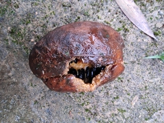 Stauntonia chinensis