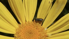 Bilyaxia concinna
