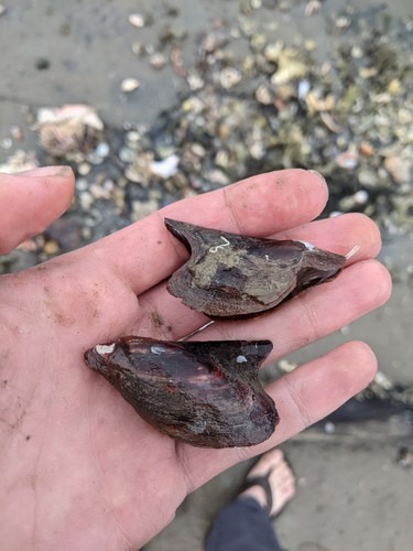 Pteria peasei
