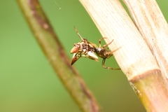 Micrathena evansi