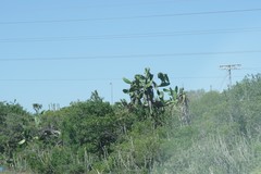 Opuntia ficus-indica