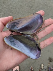 Modiolus philippinarum