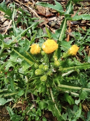 Sonchus asper