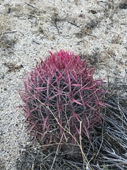 Ferocactus gracilis gracilis