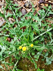 Sonchus asper