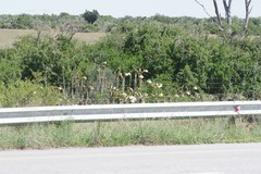 Trichocereus spachianus
