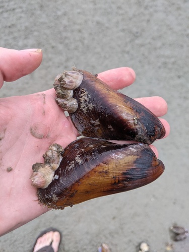 Modiolus philippinarum, 2020-12-02