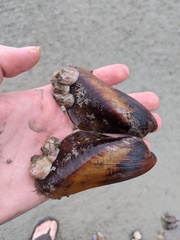 Modiolus philippinarum