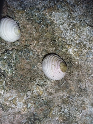 Nerita plicata observed 2020-12-22