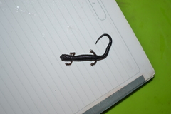 Chiropterotriton perotensis