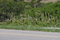 Trichocereus spachianus