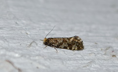 Triaxomera parasitella