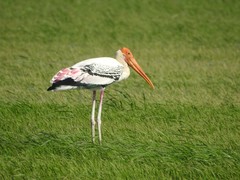 Mycteria leucocephala