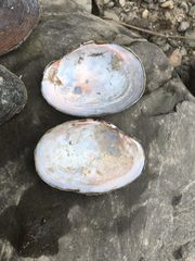 Atlanticoncha ochracea