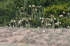 Trichocereus spachianus