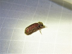 Melalgus plicatus