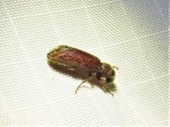 Melalgus plicatus