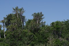 Euphorbia grandidens