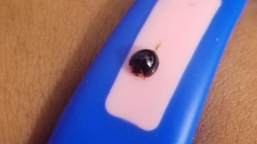 Malaysian Ladybird photo 4