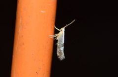 Argyresthia spinosella