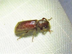 Melalgus plicatus