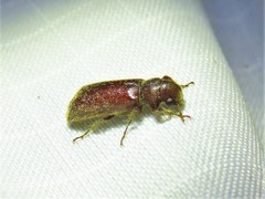 Melalgus plicatus