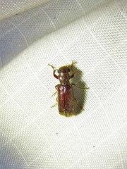 Melalgus plicatus
