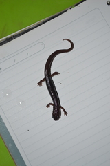 Chiropterotriton perotensis