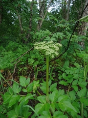 Angelica gmelinii