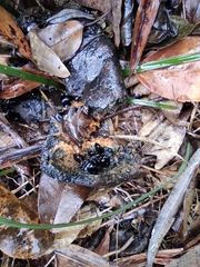 Stauntonia chinensis