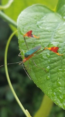 Anisoscelis foliaceus