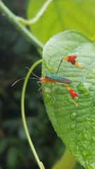 Anisoscelis foliaceus