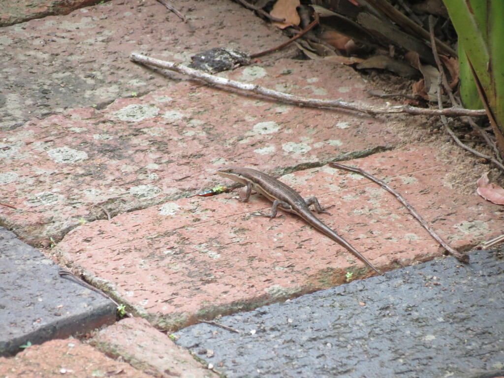 Variable Skink from Palmiet Nature Reserve, David McLean Drive