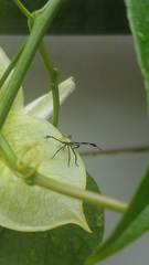 Anisoscelis foliaceus