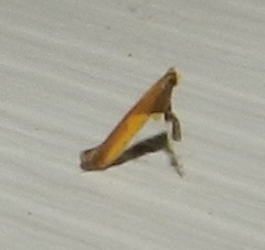 Caloptilia azaleella