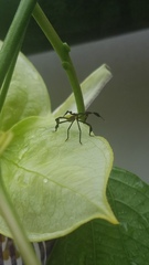 Anisoscelis foliaceus