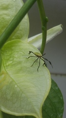 Anisoscelis foliaceus