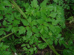 Angelica gmelinii