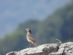 Anthus similis