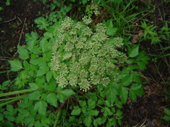 Angelica gmelinii
