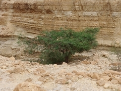 Vachellia tortilis raddiana