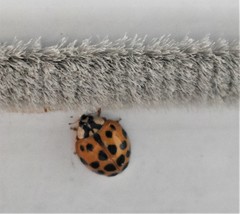 Harmonia axyridis