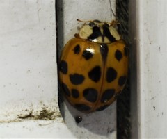 Harmonia axyridis